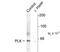 Polo Like Kinase 1 antibody, TA309215, Origene, Western Blot image 