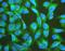 TEK Receptor Tyrosine Kinase antibody, A01274-2, Boster Biological Technology, Immunofluorescence image 