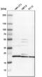Mitochondrial Ribosomal Protein L40 antibody, HPA006181, Atlas Antibodies, Western Blot image 