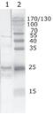 Protein Tat antibody, AM26085PU-N, Origene, Western Blot image 