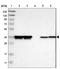 Calcium/calmodulin-dependent protein kinase type 1B antibody, NBP1-86652, Novus Biologicals, Western Blot image 