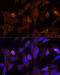Vacuolar protein-sorting-associated protein 36 antibody, 15-906, ProSci, Immunofluorescence image 