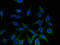 Aldo-Keto Reductase Family 1 Member A1 antibody, LS-C498341, Lifespan Biosciences, Immunofluorescence image 