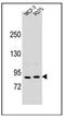 Periostin antibody, AP53392PU-N, Origene, Western Blot image 