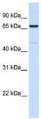 Long-chain-fatty-acid--CoA ligase 5 antibody, TA342006, Origene, Western Blot image 