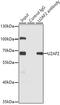 U2 Small Nuclear RNA Auxiliary Factor 2 antibody, GTX55828, GeneTex, Immunoprecipitation image 