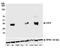 MHC class II-associated invariant chain antibody, A500-023A, Bethyl Labs, Western Blot image 
