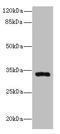 Hydroxysteroid 17-Beta Dehydrogenase 11 antibody, LS-C371792, Lifespan Biosciences, Western Blot image 
