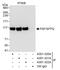 SFPQ antibody, A301-320A, Bethyl Labs, Immunoprecipitation image 