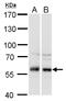 Cytoplasmic dynein 1 light intermediate chain 1 antibody, GTX120806, GeneTex, Western Blot image 