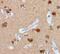 Nucleolin antibody, PA5-19508, Invitrogen Antibodies, Immunohistochemistry frozen image 