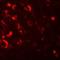 NLR Family Pyrin Domain Containing 12 antibody, orb75492, Biorbyt, Immunocytochemistry image 