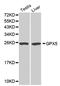 Epididymal secretory glutathione peroxidase antibody, MBS126789, MyBioSource, Western Blot image 