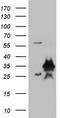 MAC2 antibody, TA804567, Origene, Western Blot image 