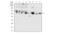 Keratin 5 antibody, NBP2-52444, Novus Biologicals, Western Blot image 