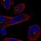 Centrosomal Protein 250 antibody, PA5-66730, Invitrogen Antibodies, Immunofluorescence image 
