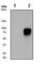 Heat shock factor protein 1 antibody, TA303540, Origene, Western Blot image 