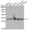 Enoyl-CoA Delta Isomerase 1 antibody, A1211, ABclonal Technology, Western Blot image 