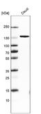 BTB Domain And CNC Homolog 2 antibody, NBP2-14345, Novus Biologicals, Western Blot image 