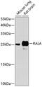 RAS Like Proto-Oncogene A antibody, 13-198, ProSci, Western Blot image 