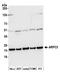 Actin Related Protein 2/3 Complex Subunit 3 antibody, A305-415A, Bethyl Labs, Western Blot image 
