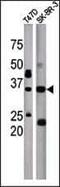 Isoprenylcysteine Carboxyl Methyltransferase antibody, PA5-12233, Invitrogen Antibodies, Western Blot image 