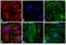 Rabbit IgG antibody, A-31572, Invitrogen Antibodies, Immunofluorescence image 