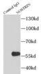 Nitric oxide synthase trafficker antibody, FNab05797, FineTest, Immunoprecipitation image 