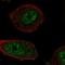 Regulator Of Telomere Elongation Helicase 1 antibody, HPA078328, Atlas Antibodies, Immunofluorescence image 