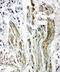 Caveolin 2 antibody, LS-C312696, Lifespan Biosciences, Immunohistochemistry paraffin image 