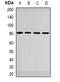 GLGB antibody, orb341124, Biorbyt, Western Blot image 