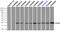 HspB5 antibody, TA500590, Origene, Immunoprecipitation image 