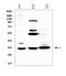 DNA excision repair protein ERCC-1 antibody, A00388-2, Boster Biological Technology, Western Blot image 
