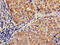 C-C Motif Chemokine Ligand 3 antibody, CSB-PA05939A0Rb, Cusabio, Immunohistochemistry paraffin image 
