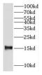 Galectin 2 antibody, FNab03310, FineTest, Western Blot image 