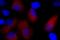 His tag antibody, 652513, BioLegend, Immunofluorescence image 