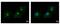 Complement C1s antibody, GTX105464, GeneTex, Immunofluorescence image 