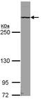 ATRX Chromatin Remodeler antibody, ab97508, Abcam, Western Blot image 