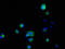 FKBP Prolyl Isomerase 6 antibody, A68278-100, Epigentek, Immunofluorescence image 