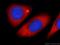 Kelch Like Family Member 31 antibody, 24781-1-AP, Proteintech Group, Immunofluorescence image 