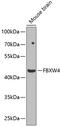 F-Box And WD Repeat Domain Containing 4 antibody, 23-434, ProSci, Western Blot image 