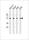 Natural Killer Cell Cytotoxicity Receptor 3 Ligand 1 antibody, 60-117, ProSci, Western Blot image 