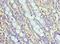 NLR family CARD domain-containing protein 4 antibody, LS-C379636, Lifespan Biosciences, Immunohistochemistry frozen image 
