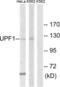 UPF1 RNA Helicase And ATPase antibody, LS-C120322, Lifespan Biosciences, Western Blot image 