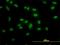 TATA-Box Binding Protein Associated Factor 11 antibody, H00006882-M03, Novus Biologicals, Immunocytochemistry image 