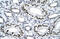 Nuclear Receptor Subfamily 1 Group H Member 4 antibody, ARP33672_P050, Aviva Systems Biology, Immunohistochemistry frozen image 