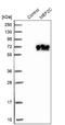 Myocyte Enhancer Factor 2C antibody, NBP1-89468, Novus Biologicals, Western Blot image 