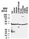 Bifunctional Apoptosis Regulator antibody, NB100-56094, Novus Biologicals, Western Blot image 