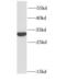 Growth Factor Receptor Bound Protein 2 antibody, FNab03642, FineTest, Western Blot image 