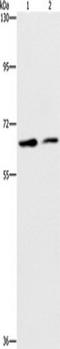 Cell division cycle protein 23 homolog antibody, TA350821, Origene, Western Blot image 